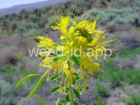 beeplant, yellow